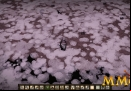 dont-starve-pick-weed