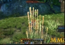 Echo-of-Soul-Wheat.jpg