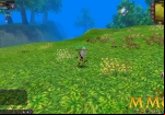 Fiesta-Online-forest