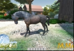 riding-out-horse-up-close